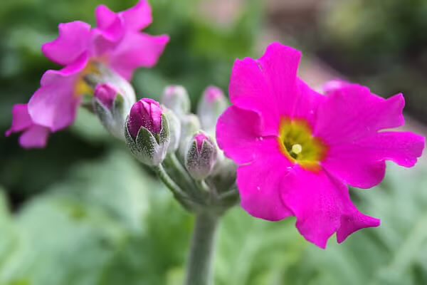 PYC JAPAN FAN TEAM tweet media