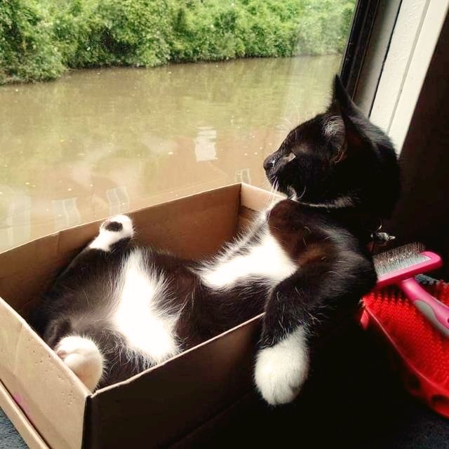 The Spirit of Lorenzo the Cat tweet media