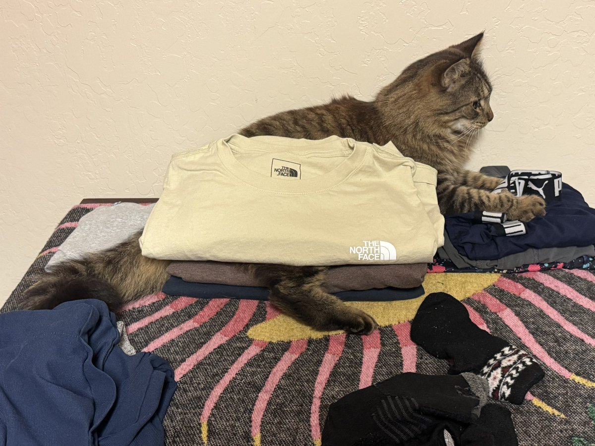 Sweaty Freddy 🏴‍☠️ tweet media