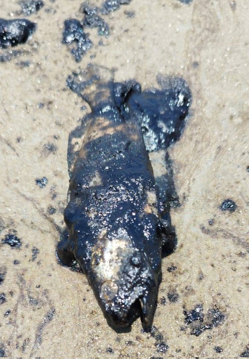 MarkOnce tweet media