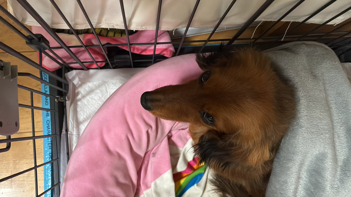 今朝は雨だから不機嫌ごろみ