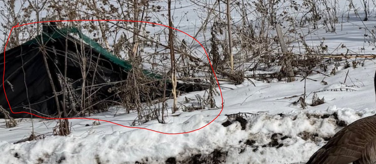 Magikarpital tweet media