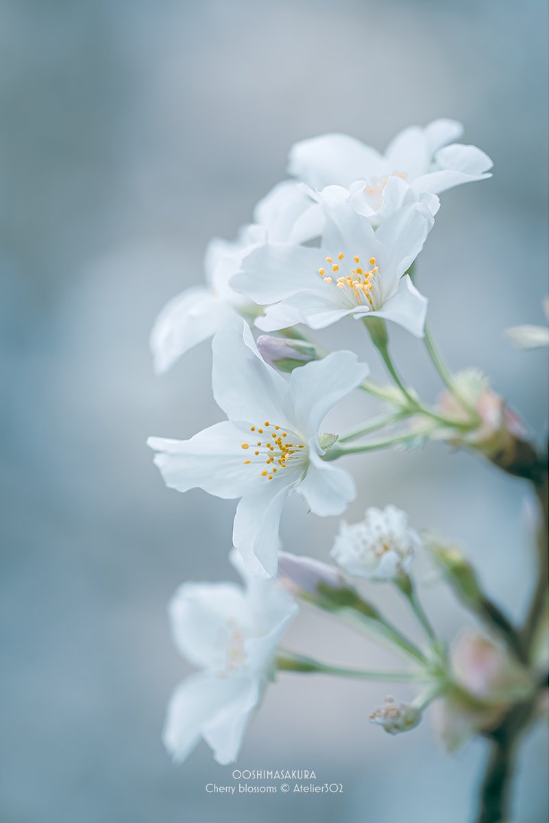 なつ＠好みの写真を目指して！ tweet media