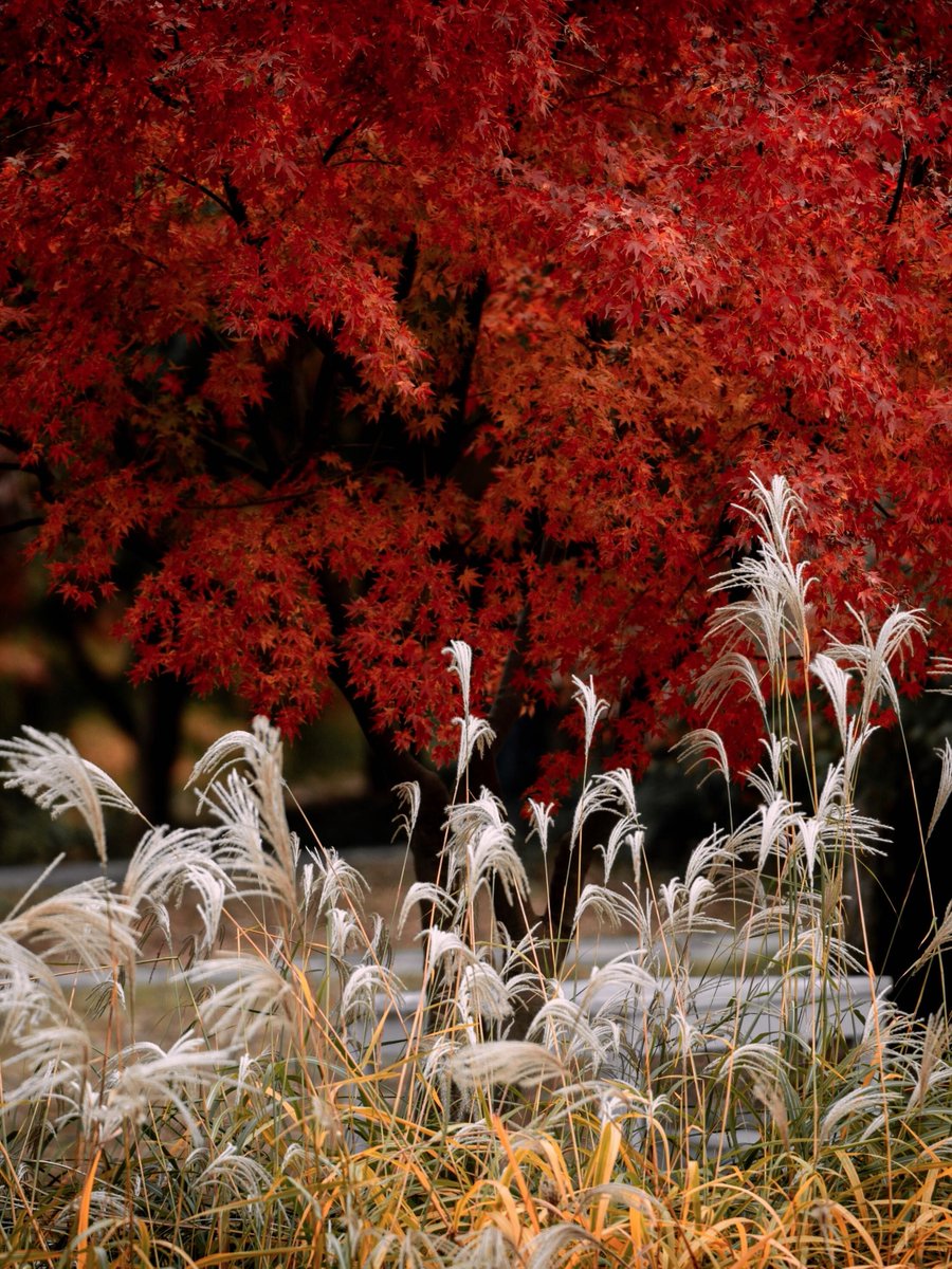 19 blizz tweet media