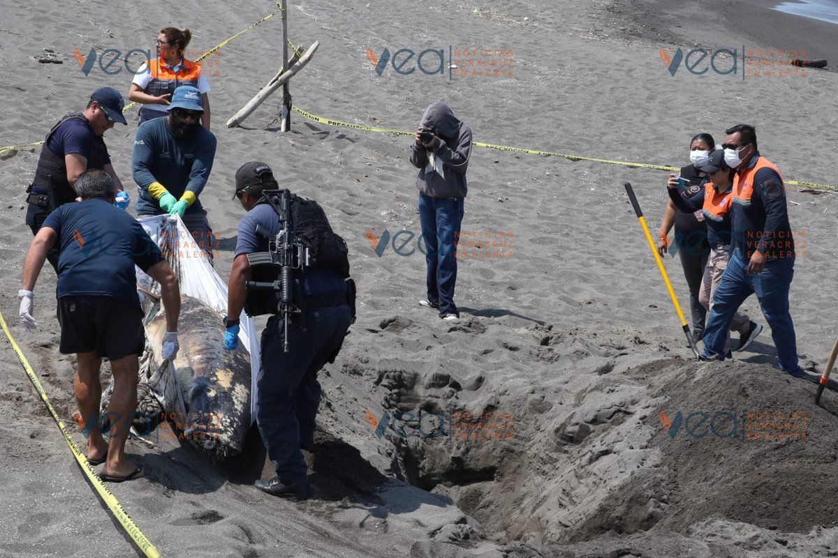 Veracruz En Alerta tweet media