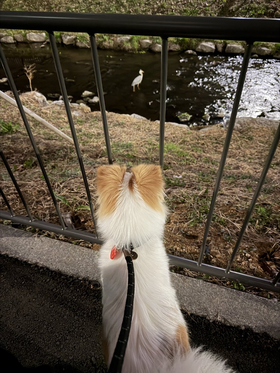 개. 희똥 tweet media