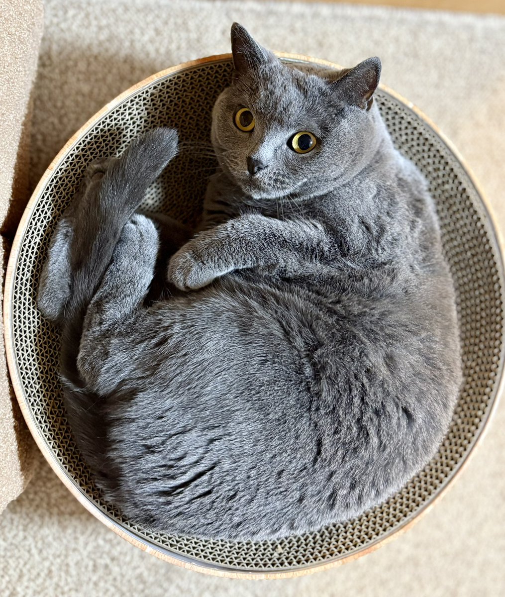 ちゃみ tweet media