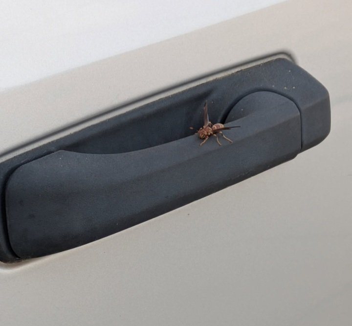 lmao this mf'er on our door handle.  

I almost grabbed it lol 😆