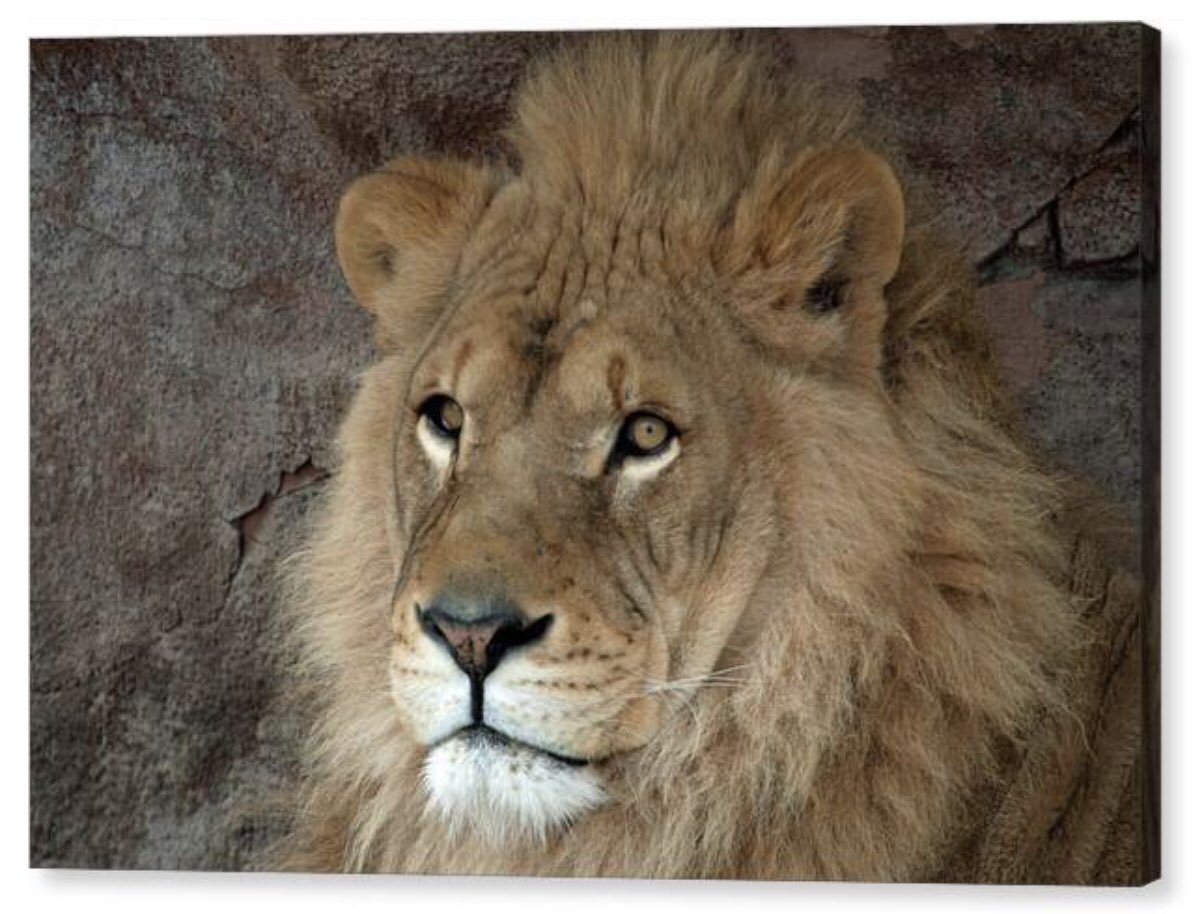 Shonna Hawkins Photography tweet media