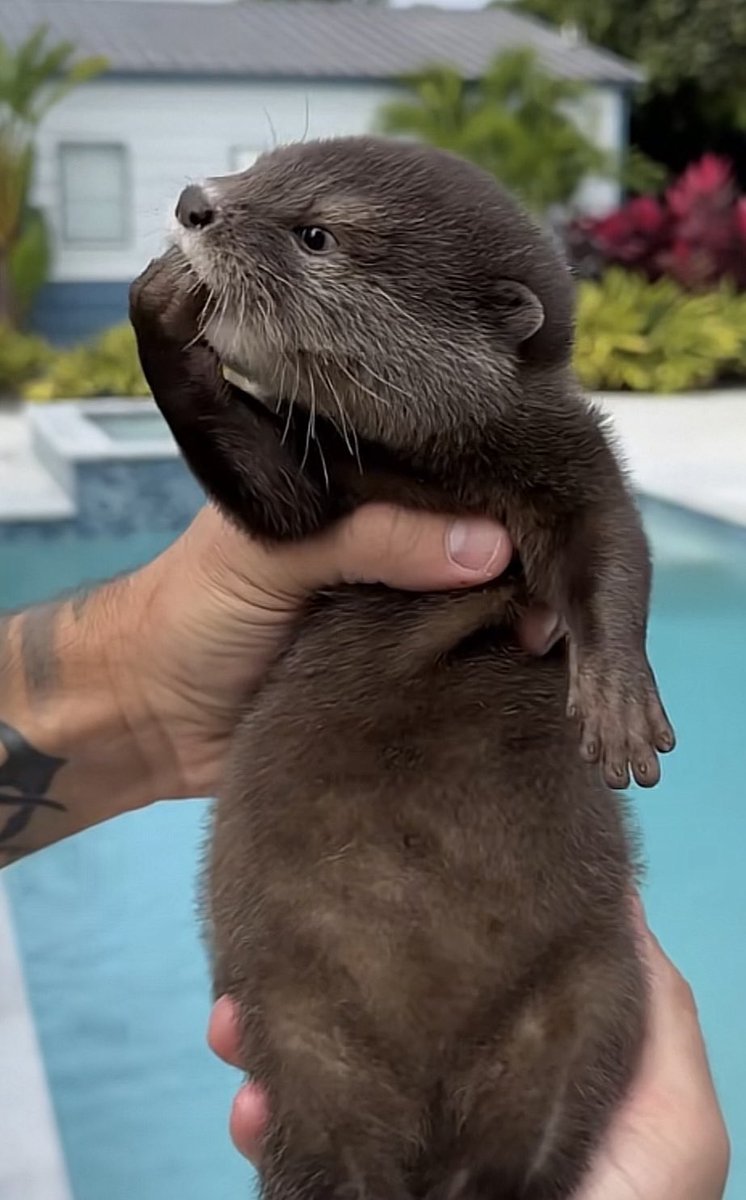 Dr. Mickey tweet media