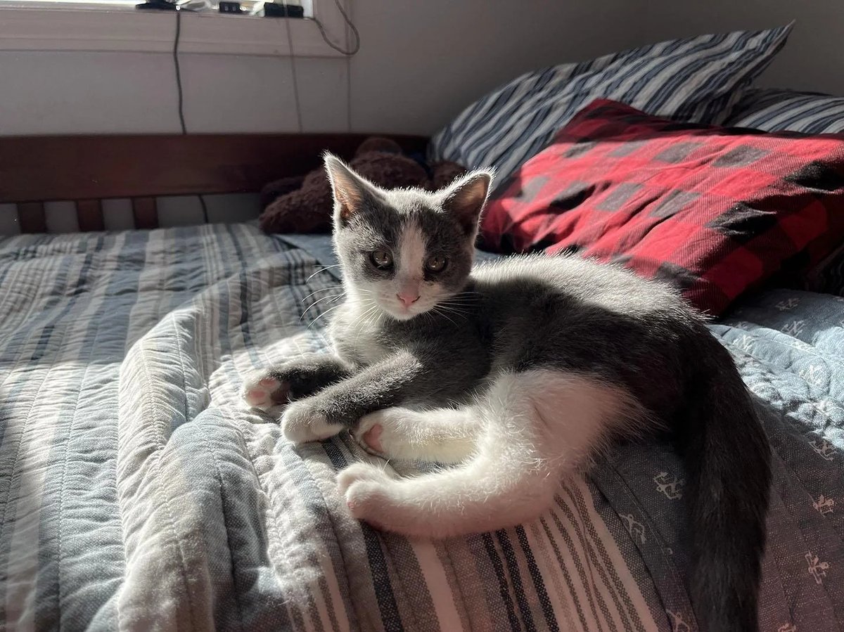 Cat 🐈 tweet media