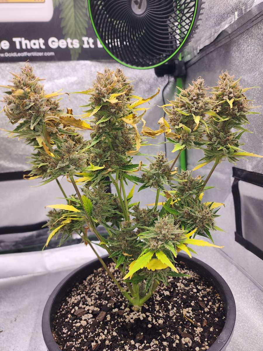 Robert Fox tweet media