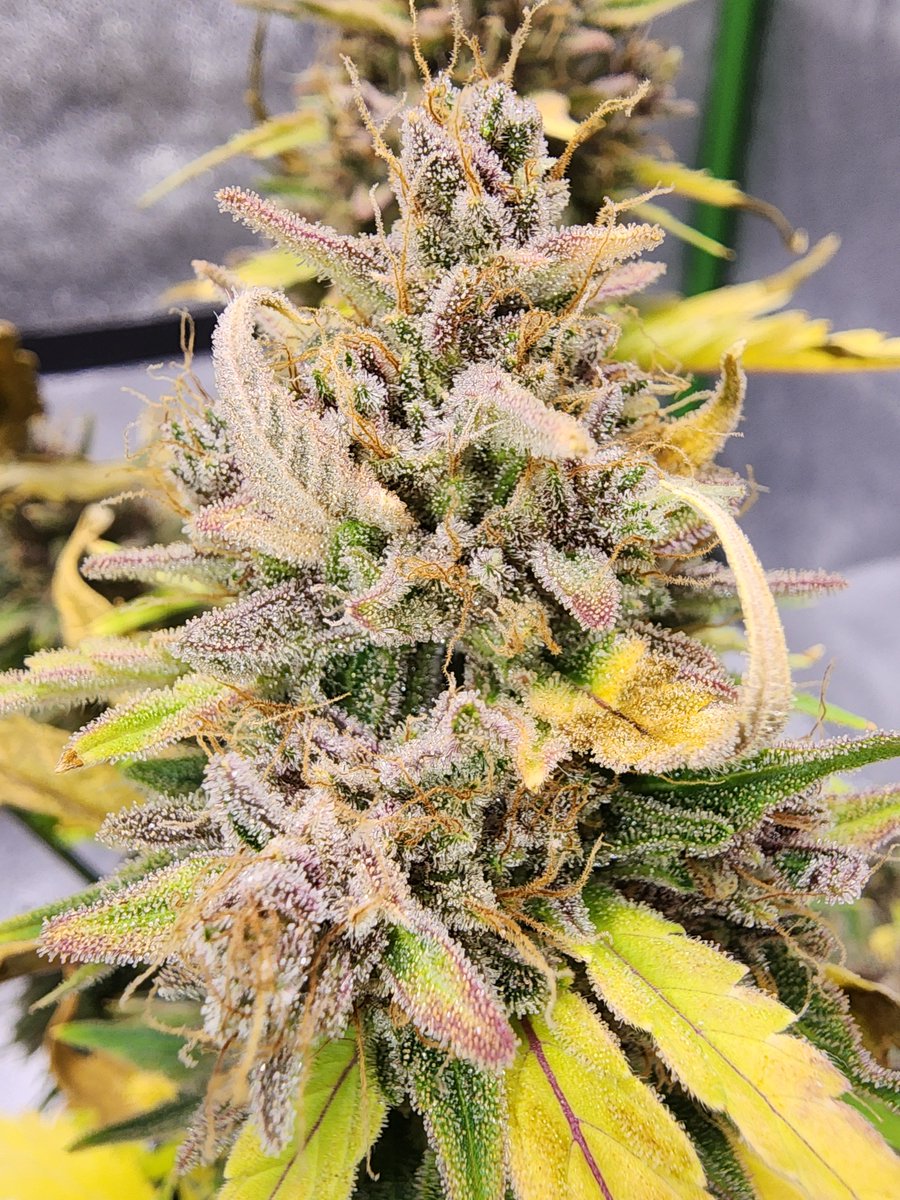 Robert Fox tweet media