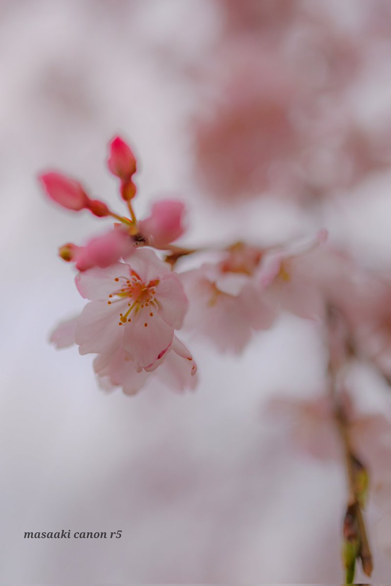 まさあき tweet media