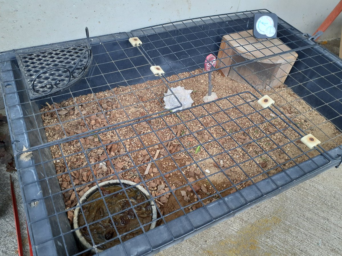 ココ・ジャンボ🐢🔑 tweet media