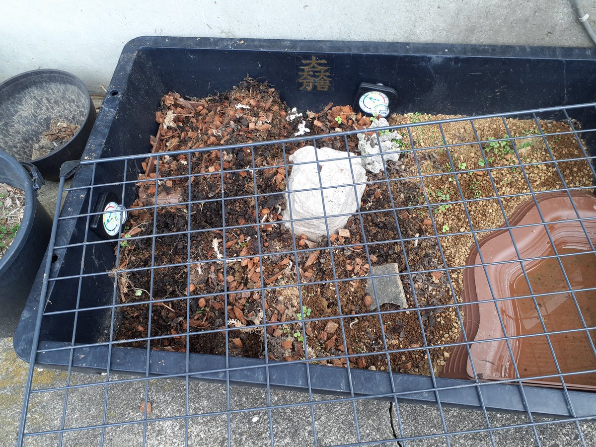 ココ・ジャンボ🐢🔑 tweet media