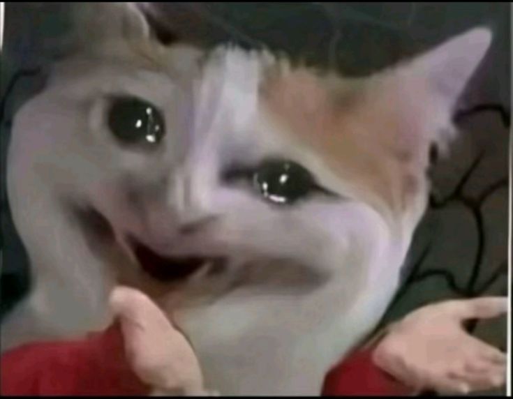 شَـهد tweet media