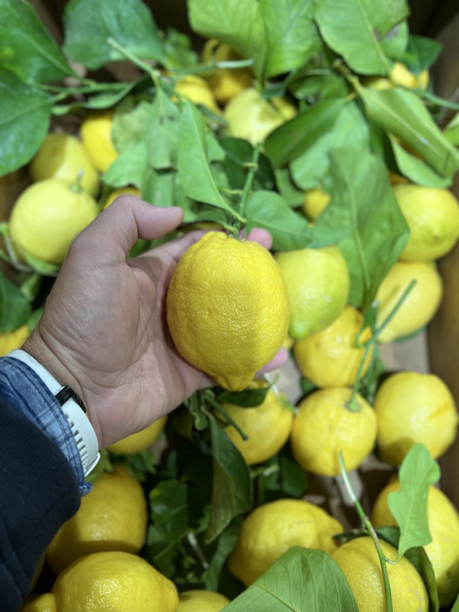 (5/7) Why it matters for Restaurant Management: 
• Defying Seasons: You can serve the essence of summer in the dead of winter (concentrated fermented tomatoes.
• Menu Differentiation: Fermented items like Sourdough or Kombucha attract health conscious diners looking for natural