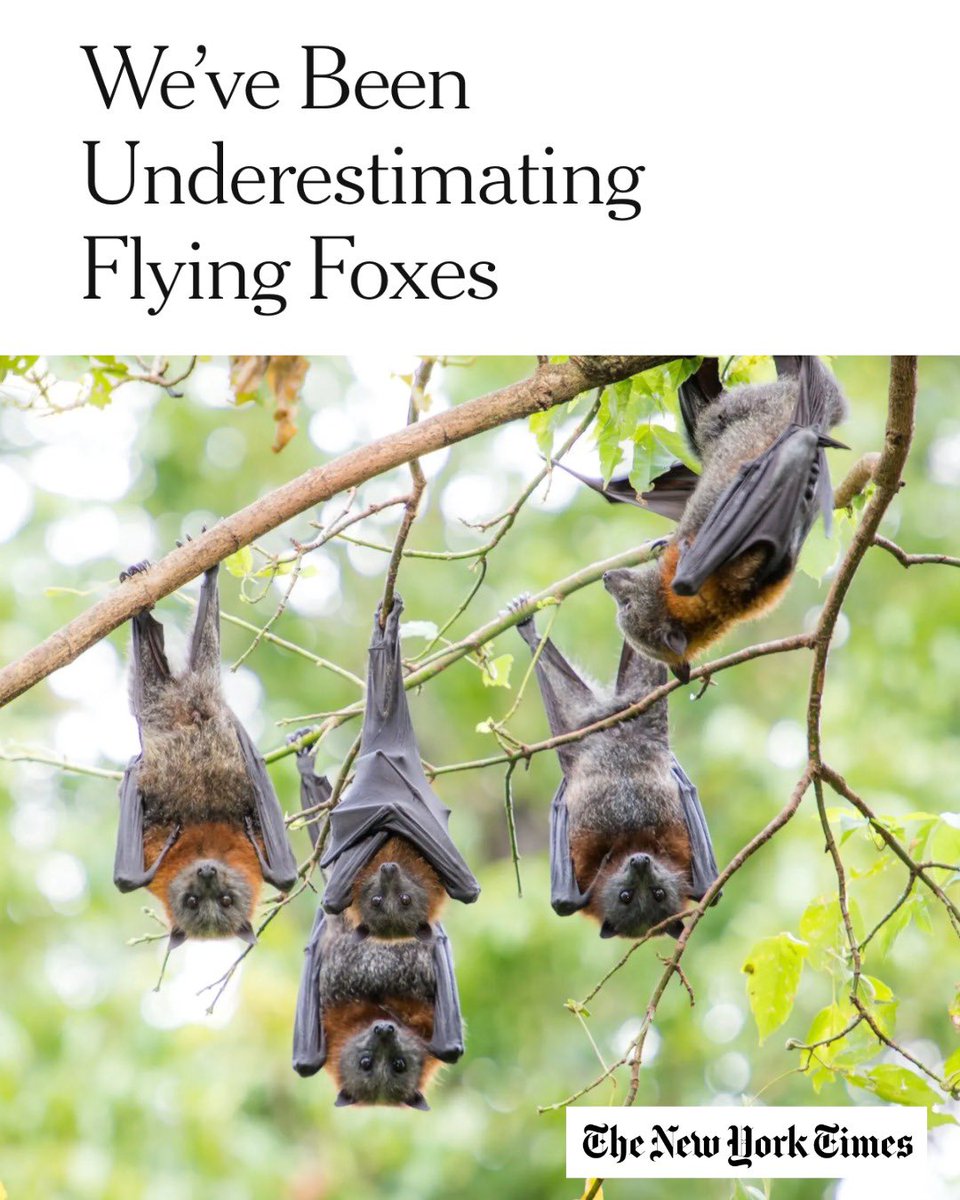 Australasian Bat Society tweet media