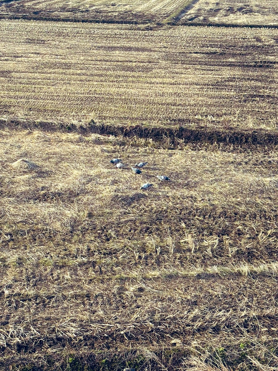 もちこ tweet media