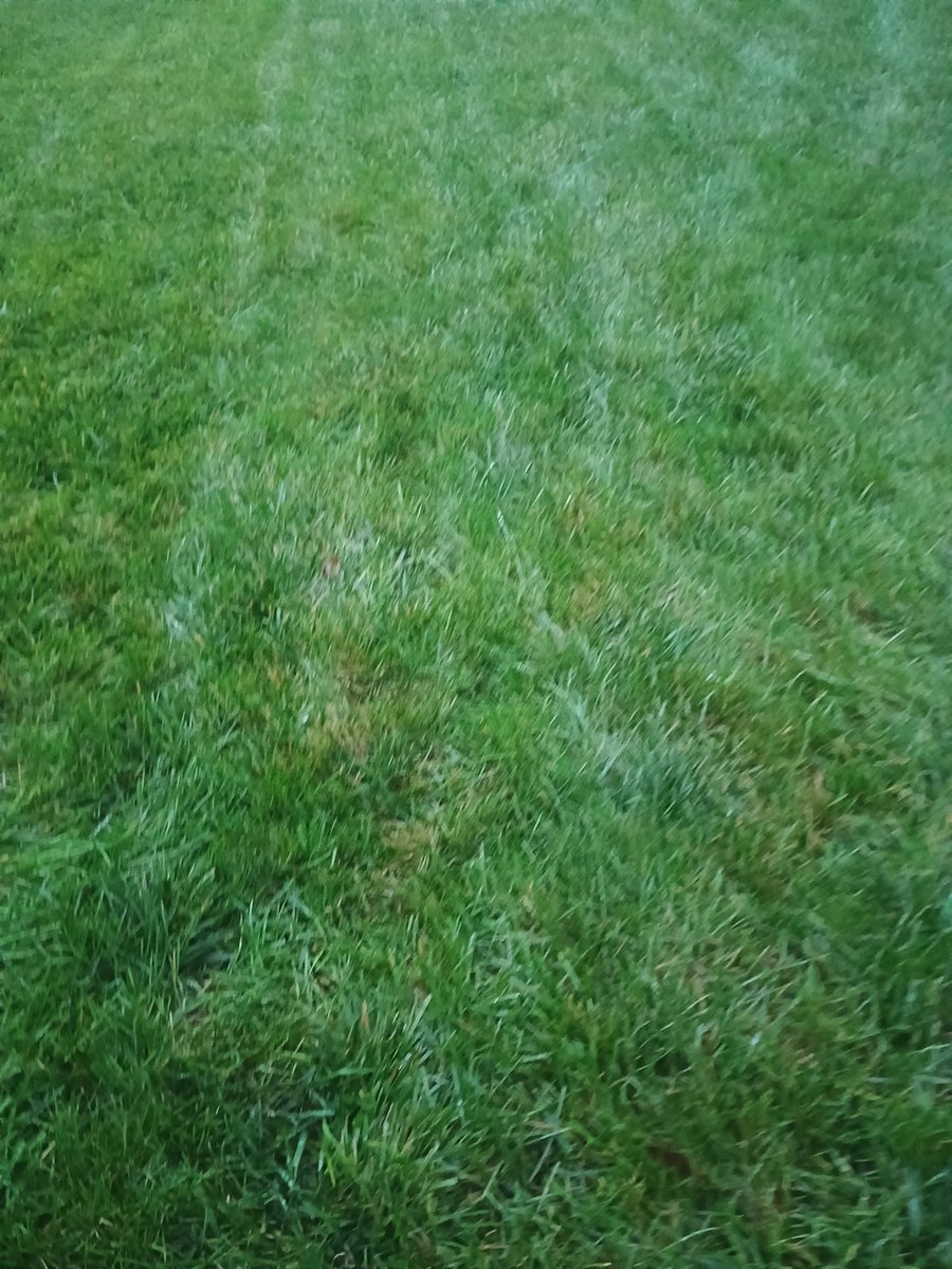 Grassophilia tweet media