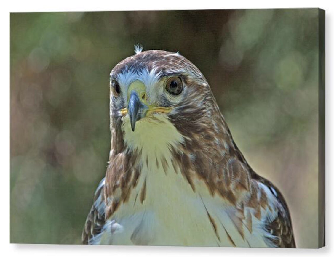 Shonna Hawkins Photography tweet media