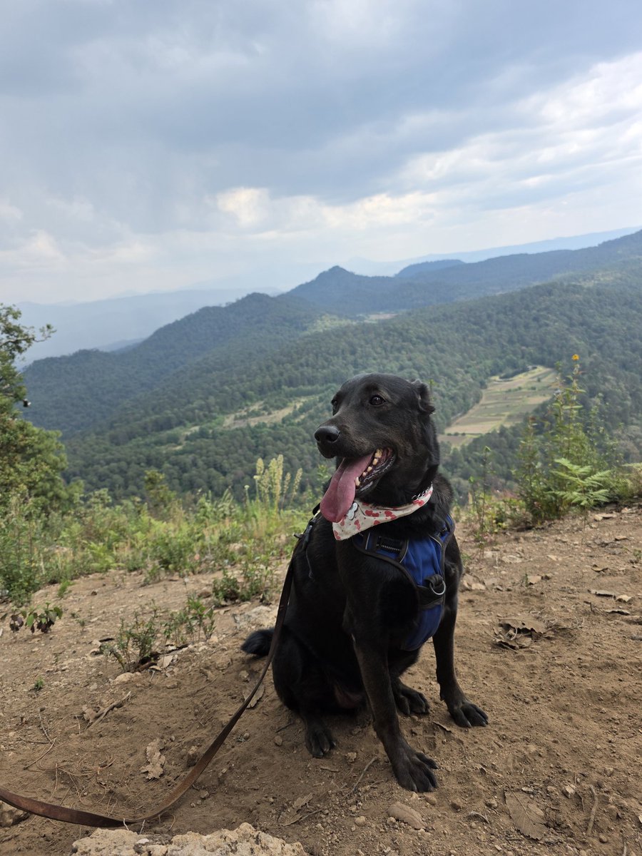 La mamá fifí #teamtdah tweet media