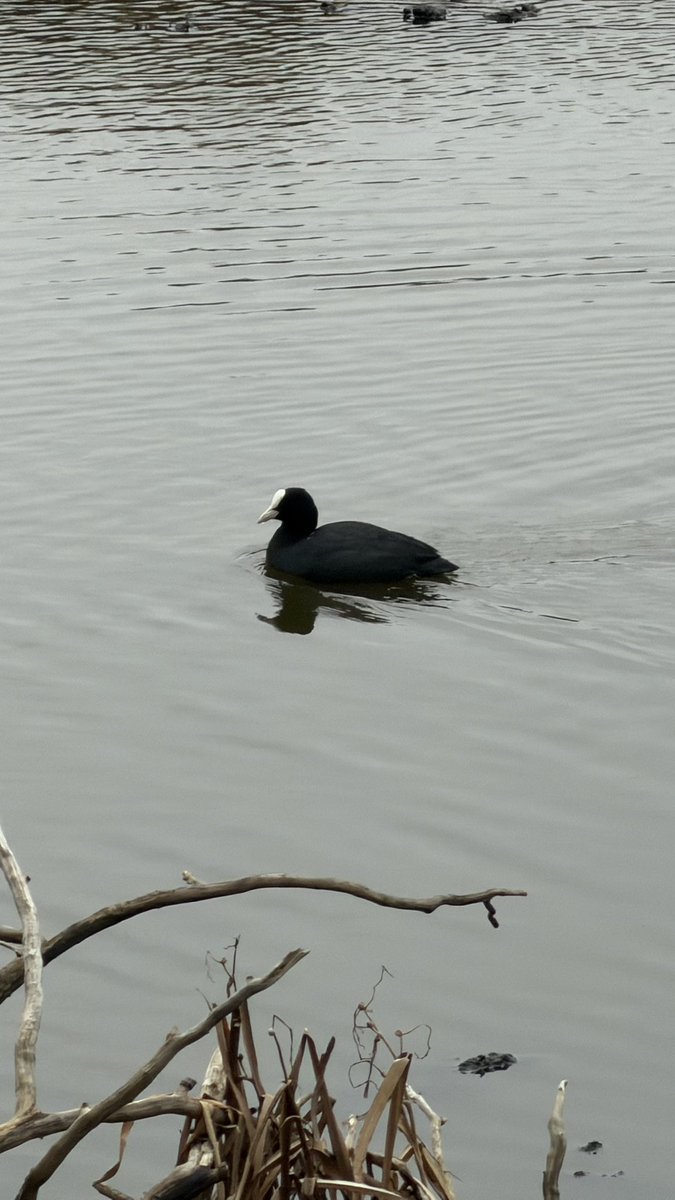 HashanNazmul's tweet photo. Coot is just swimming 🌊
#wildlifephotography #birdswatching https://t.co/4tciRvBv9U
