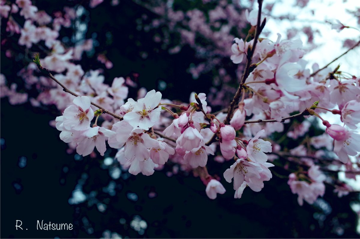 Natsume（R-camera） tweet media