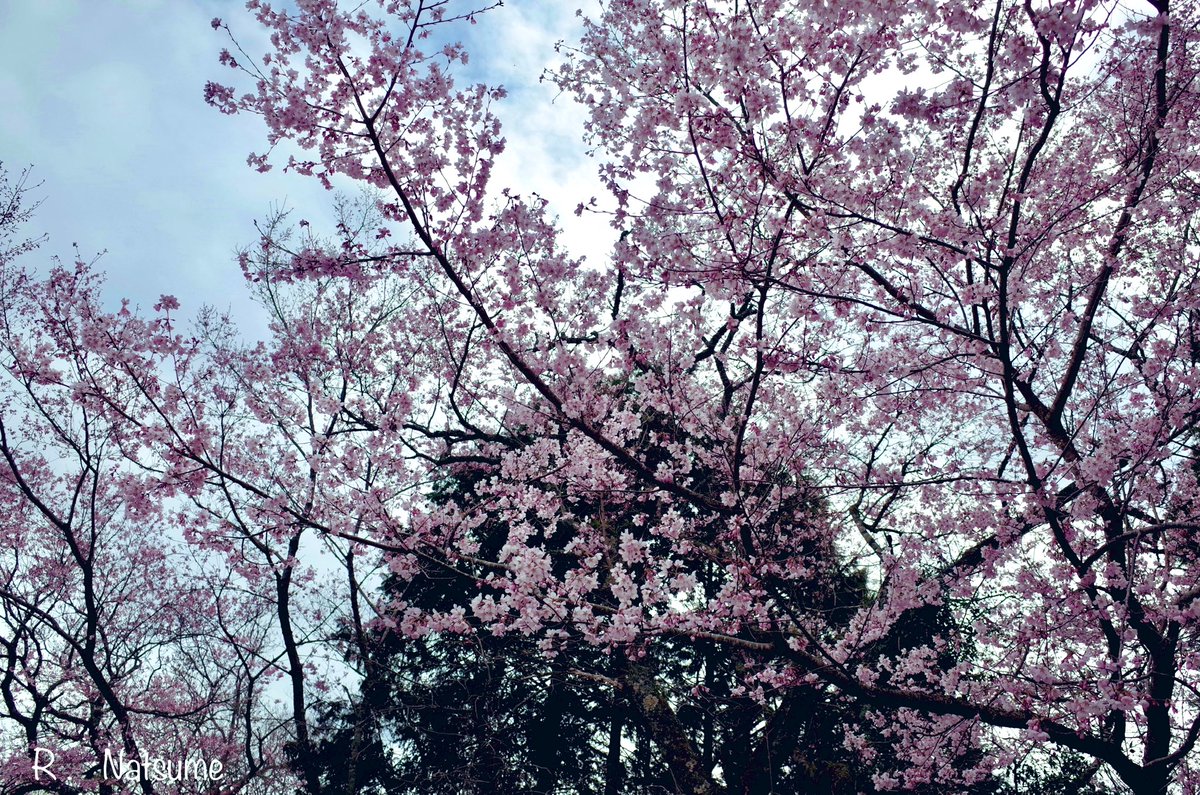 Natsume（R-camera） tweet media