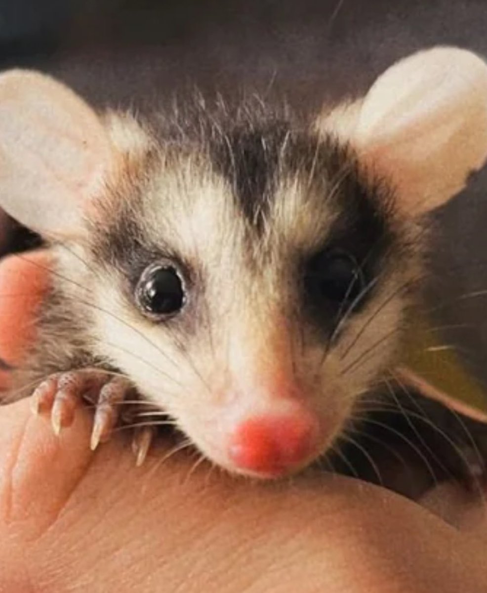 Bati & 829 Volverán tweet media