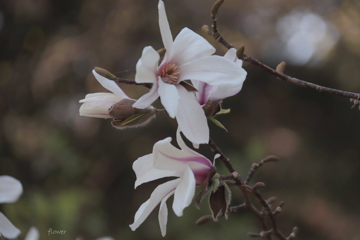 ✿✾ flower ✿❁︎ tweet media