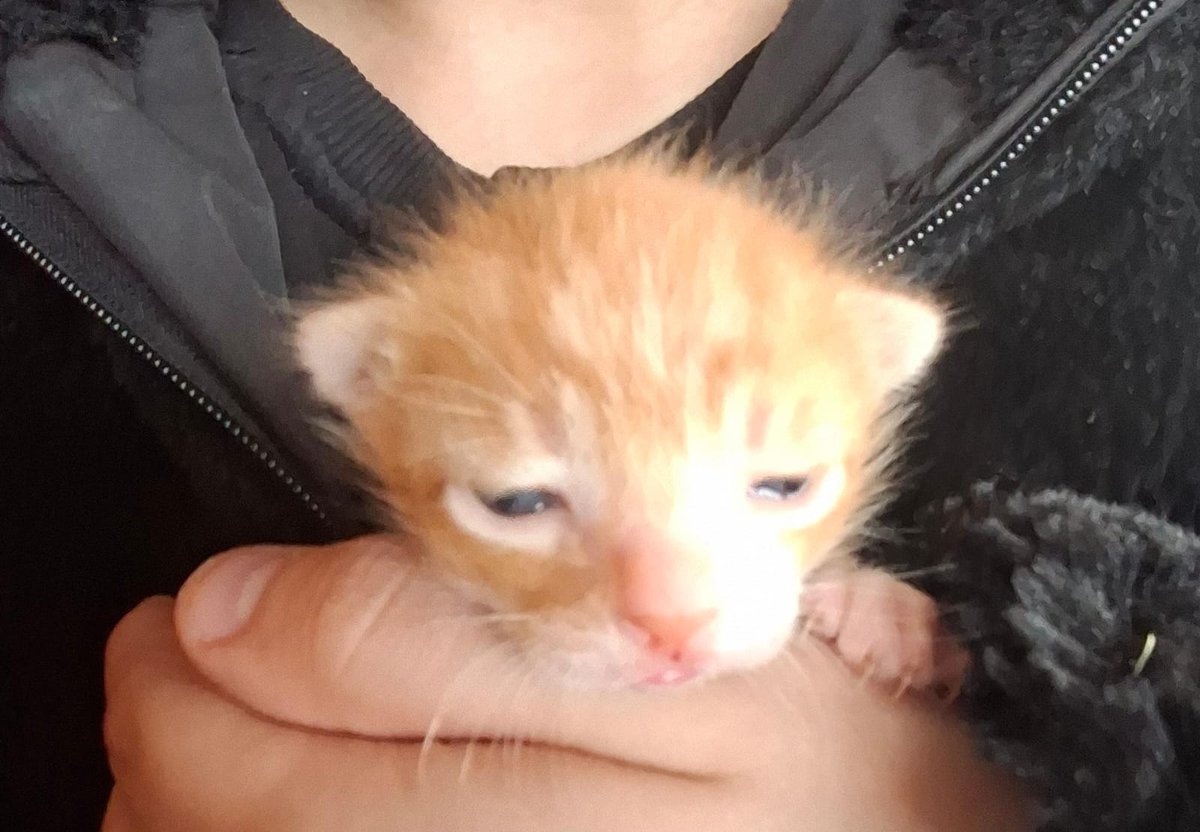 anchobi ᯓ★ 🏳️⚧️ SBR🏇 tweet media