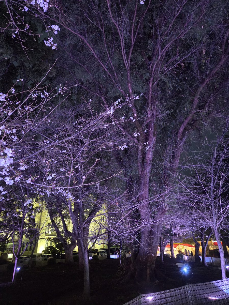 omotetakaton's tweet photo. 鶴舞公園の花見 

#鶴舞公園 #夜桜 #名古屋 https://t.co/rBY7DSVAx5