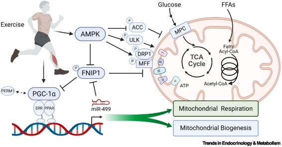 Trends in Endocrinology & Metabolism tweet media