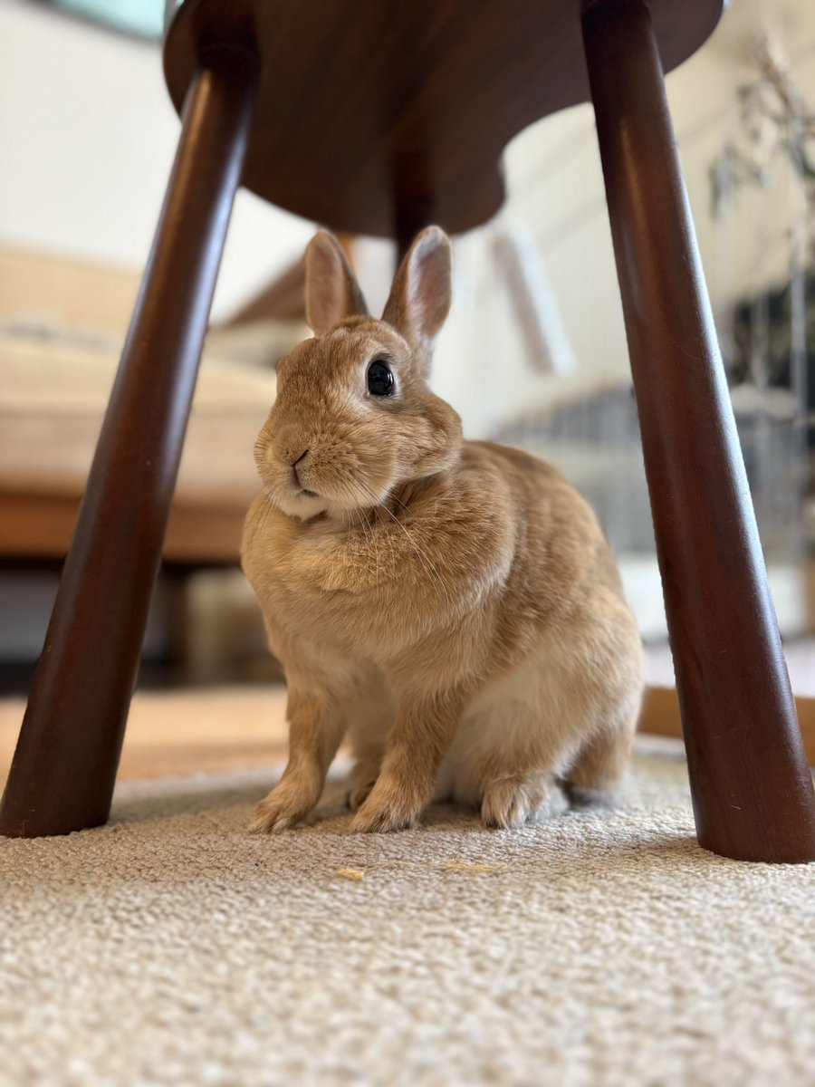 ごま🐰(飼い主:あるじ) tweet media