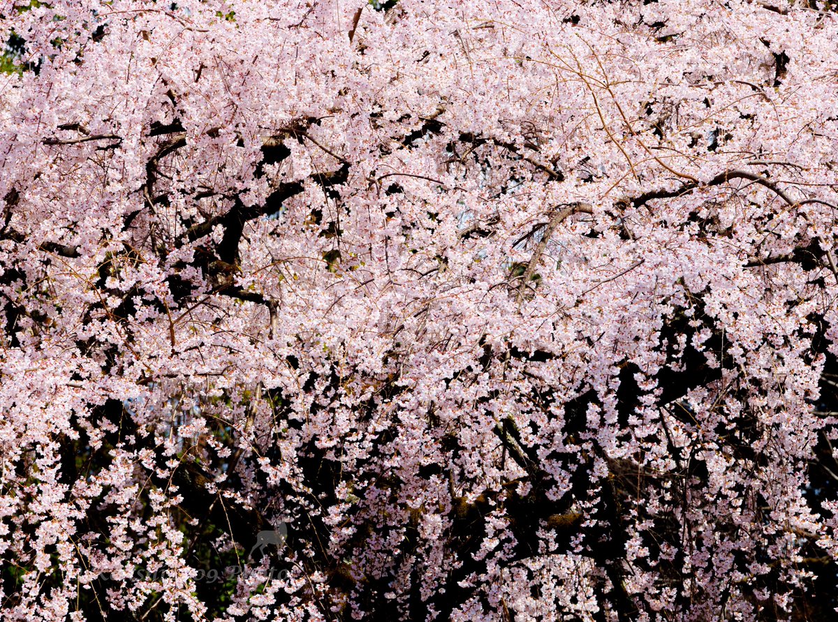 Kenshi2009｜写真📸 tweet media