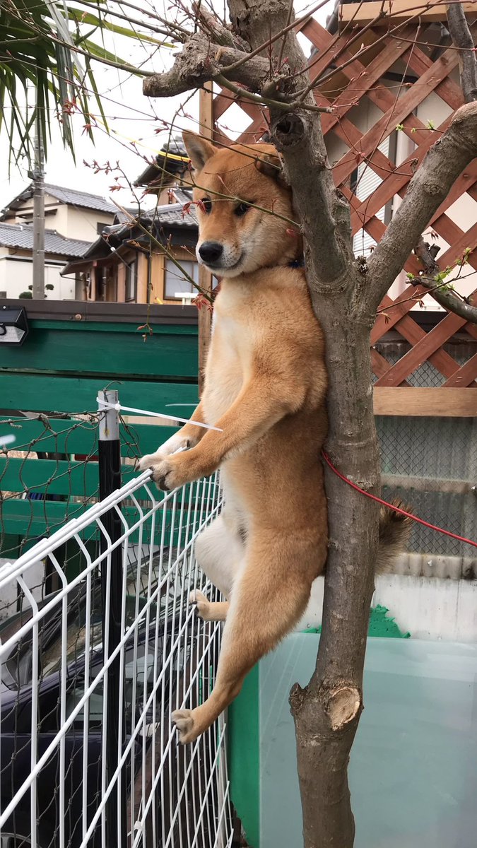 ロバート tweet media