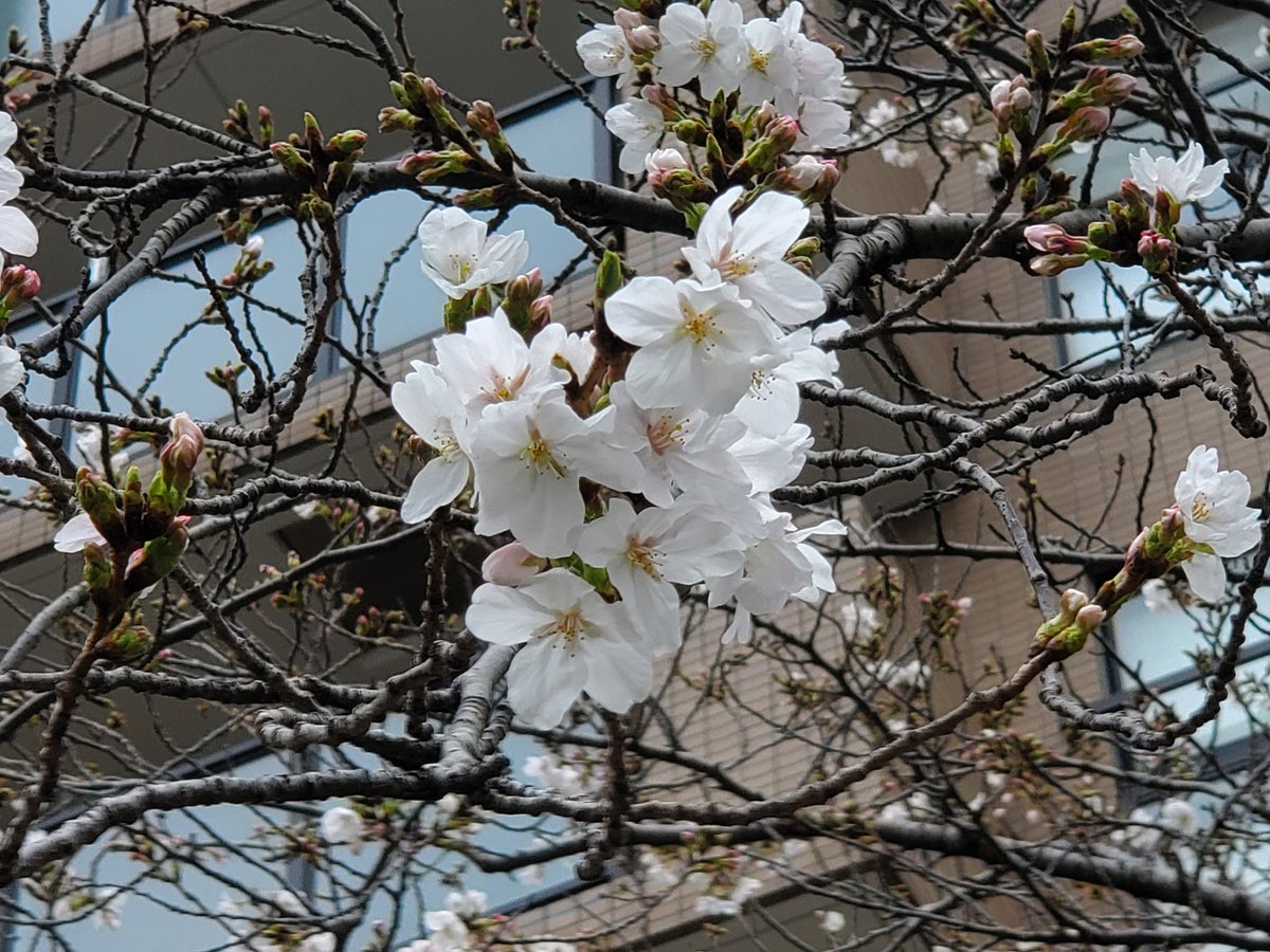 自然探索部@4/12 SB tweet media