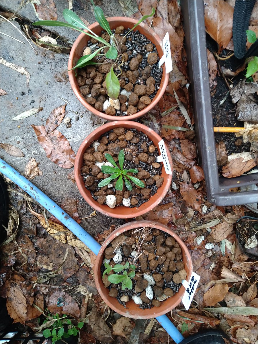 ISONO YOSHIHIRO tweet media