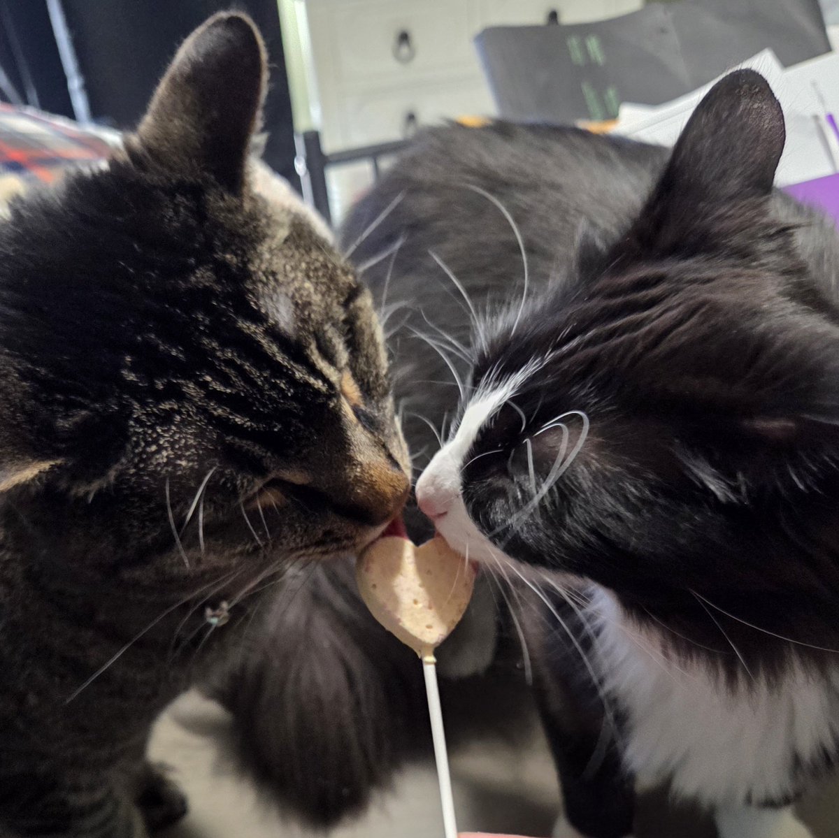 Nick Giffen tweet media