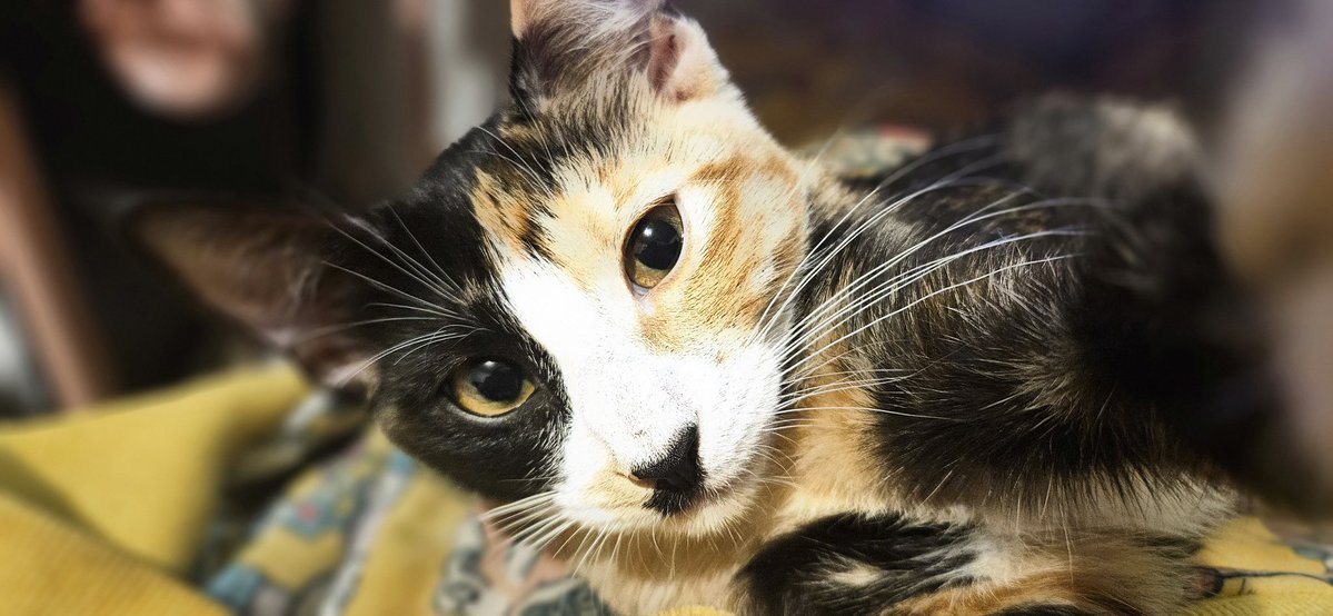 ℛ𝒾𝓃𝓀𝒾𝓉𝓏 tweet media