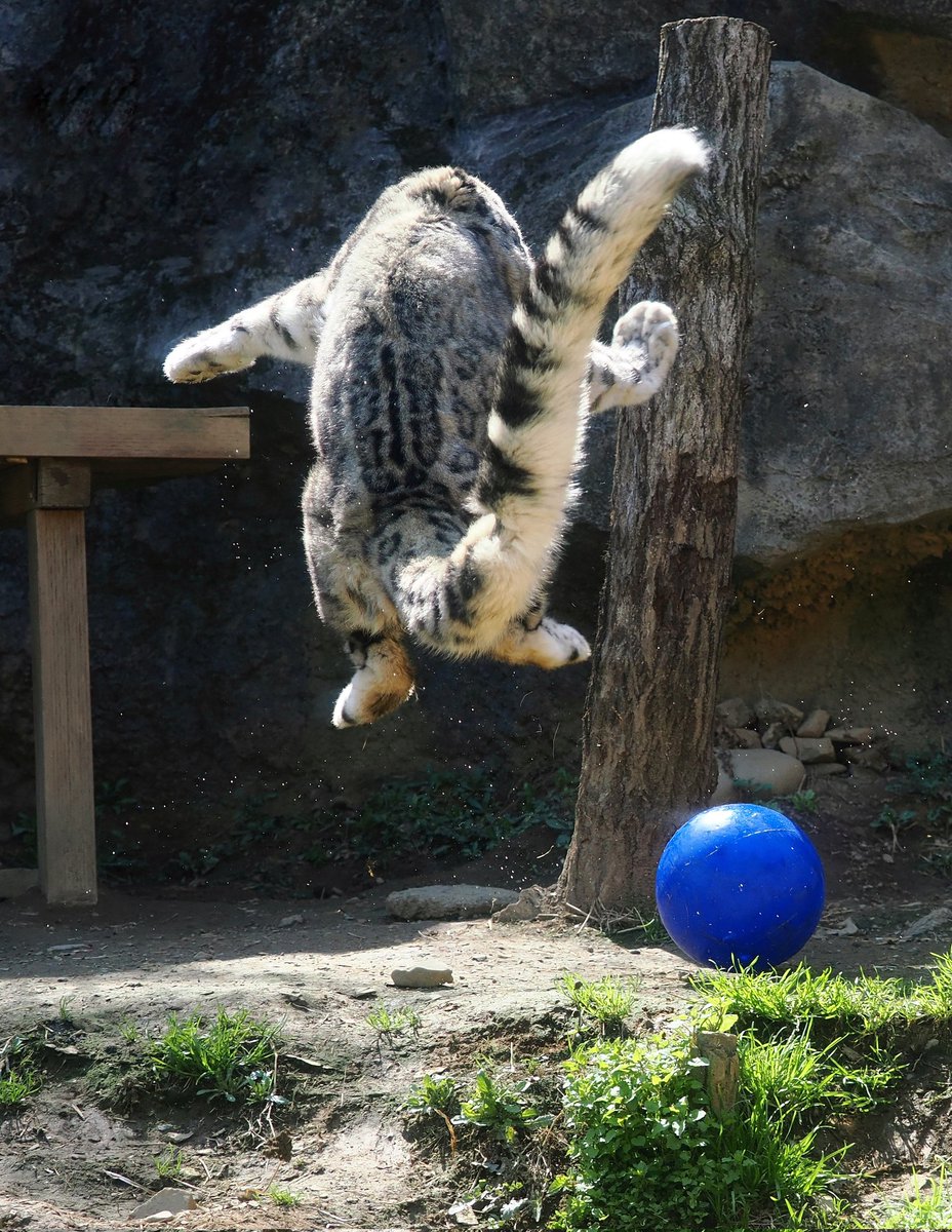 まふぃん tweet media