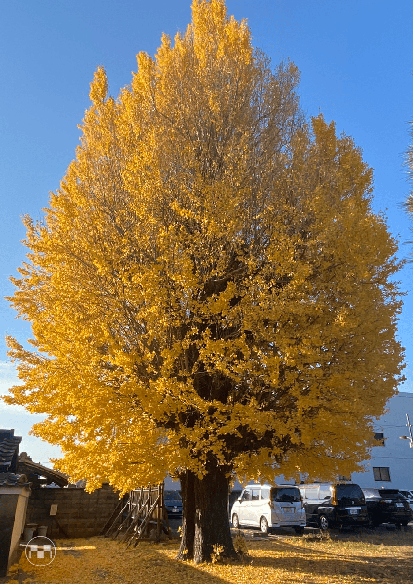 John Tzarzoon tweet media