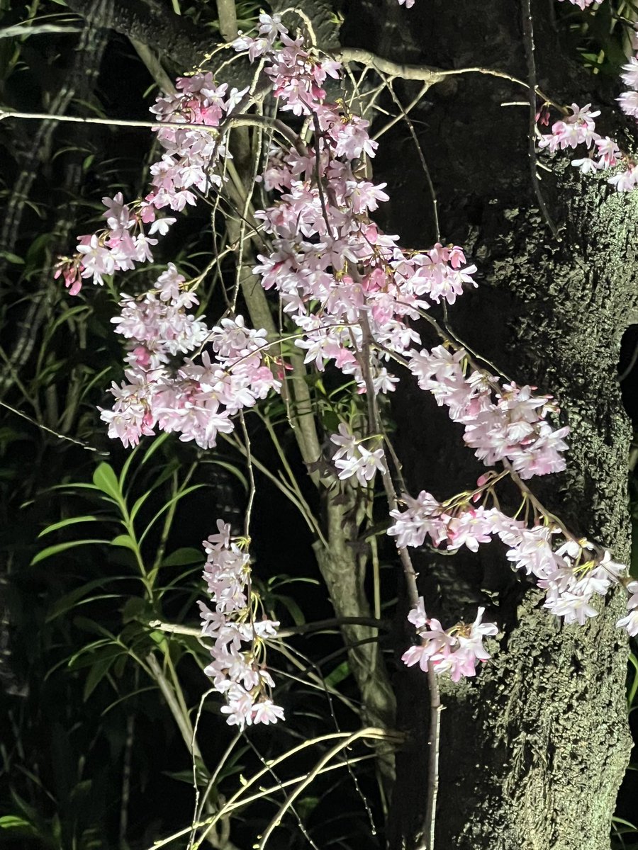 切通理作 tweet media