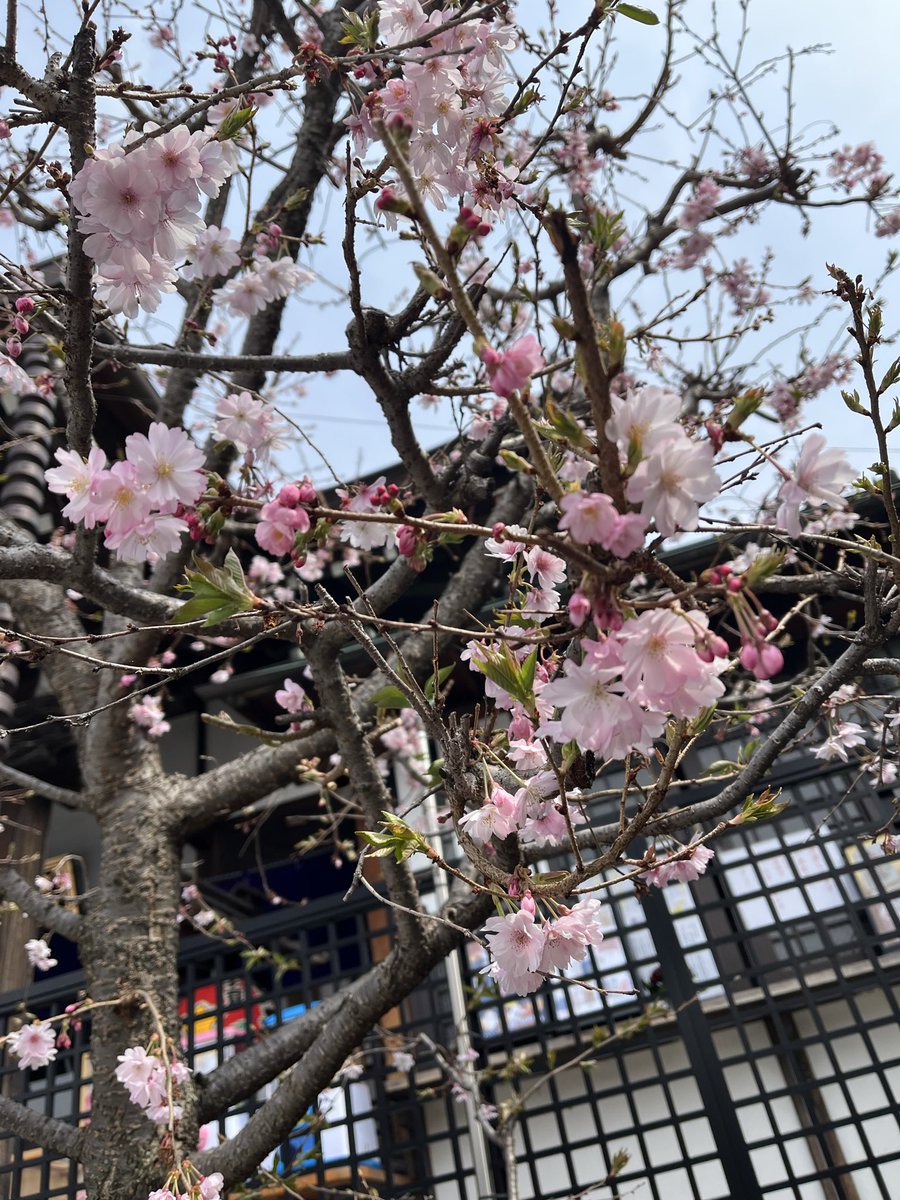 菊池純子 tweet media