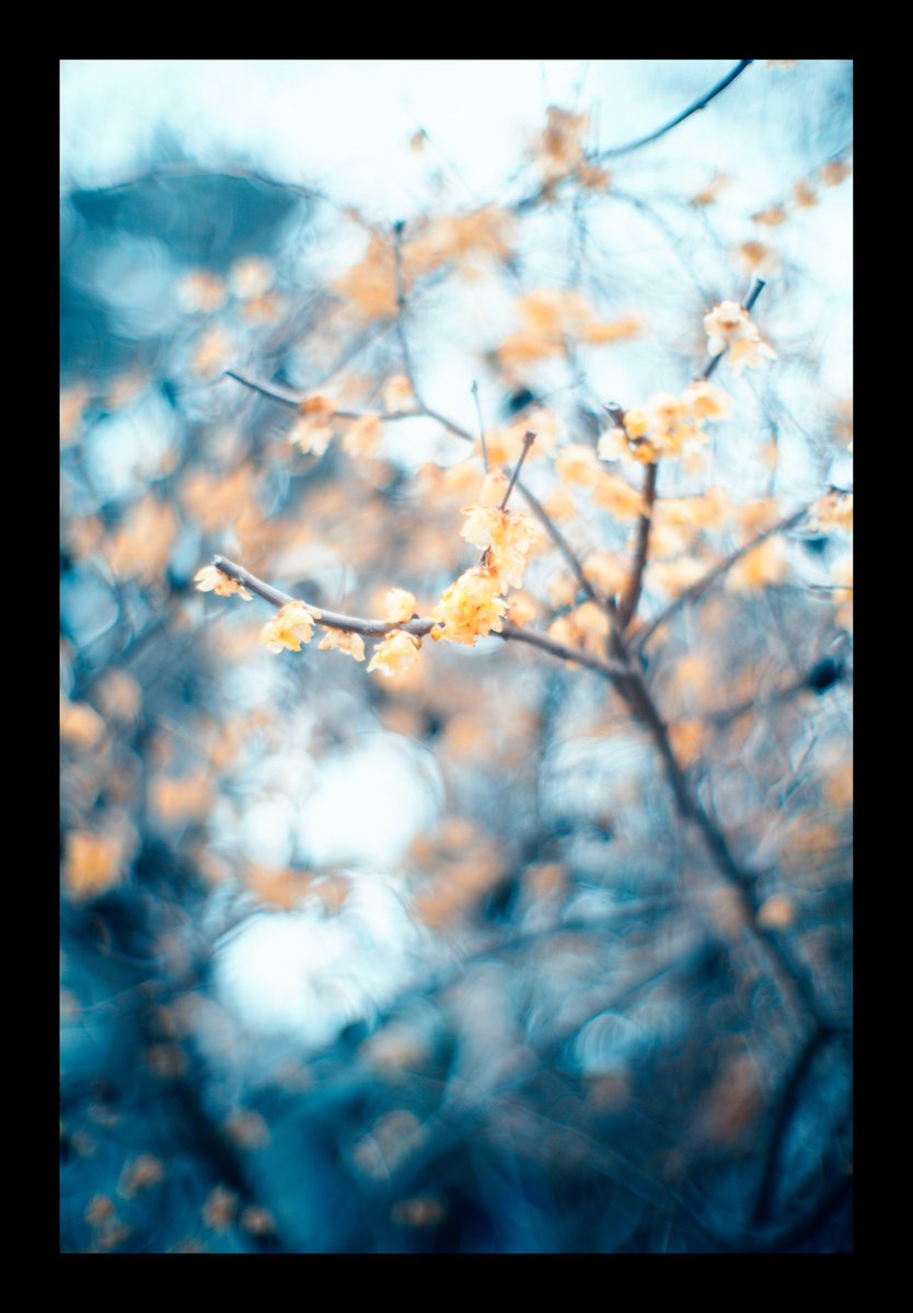 宵ノ入 _Yoi_ tweet media