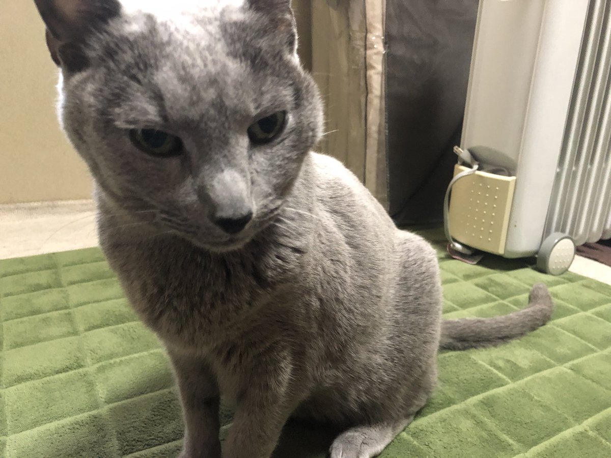 ボルク tweet media