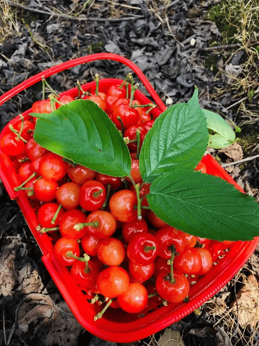 Scarlett tweet media