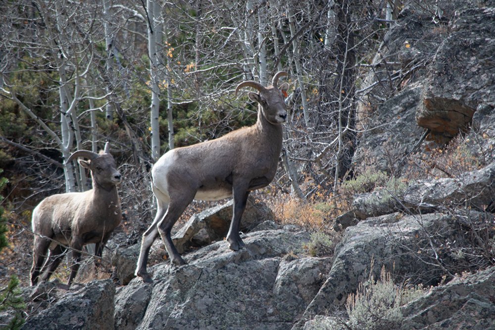 Saltwater on the Fly tweet media